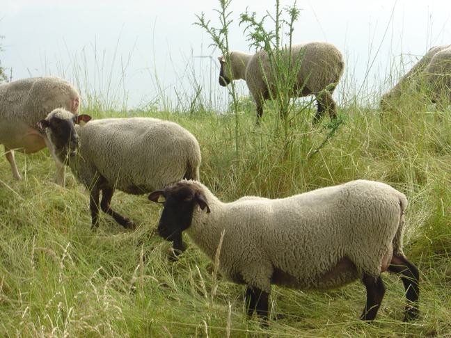 Sheep